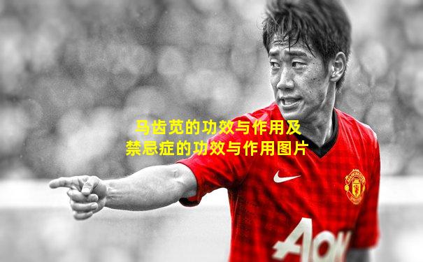 马齿苋的功效与作用及禁忌症的功效与作用图片